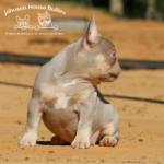 French Bulldog breeders with isabella frenchie puppies for sale