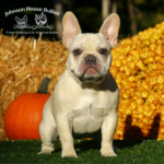 French bulldog puppies for adoption in tennessee
