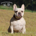 Frenchie breeders specializing in cream french bulldog puppies