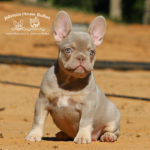 Frenchie breeders with isabella french bulldog puppies for sale