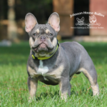 How much does a french bulldog cost. Just visit our page for information on our puppies and pricing.