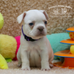 If you are looking got french bulldog breeders near me, contact the best frenchie breeders johnson house bullies