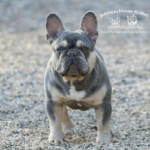 If you love our Lilac Frenchie BB, checkout our puppies page to see if we have any of his frenchie puppies available