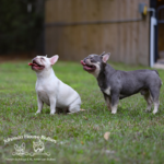 If you searching for or looking for french bulldog breeder near me, contact JHB in Tennessee