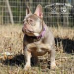 Isabella and tan frenchie breeders near me in tennessee