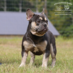 Jimmy is our blue and tan frenchie stud who is very uique and carries both testable chocolate and fluffy. He is the son of Nvous Frenchies Primetime who is a fluffy frenchie.