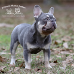 John Candy is a lilac and tan french bulldog stud who has litters and frenchie puppies for sale worldwide
