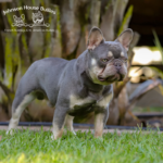John Candy is a lilac and tan maskless quad Frenchie stud. he is a Mr. Platinum son Rolex grandson. He carries cream, no pied, no brindle, no mask.