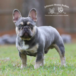 Just look at that beautiful french bulldog! We are proud to be Frenchie breeders and love this boy.