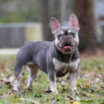 Lilac French Bulldog puppies are some of the most stunning Frenchie colors you can find. No wonder everyone wants one.
