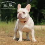 Lilac and tan platinum french bulldogs for sale in tennessee