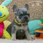 Lilac french bulldog puppies for sale from Johnson house bullies and frenchies