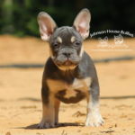 Look at this blue tri frenchie puppy for sale. He is a fluffy carrier and is the son of Nvous Frenchies Primetime!