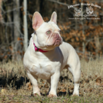 Lulu is a Lilac & Tan Platinum Frenchie with Testable Chocolate gene. She is an amazing and beautiful french bulldog.