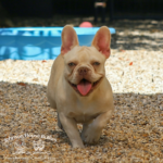 Lulu is a beautiful cream french bulldog from one of the best frenchie breeders around