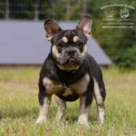 Mr. Business is a Blue and Tan Frenchie Stud here at Johnson House Bullies. His color is also sometimes referred to as a Blue Tri French Bulldog.