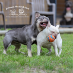 Mr. Platinum son, John Candy who is a maskless quad carrier stud. a stunning lilac and tan french bulldog.