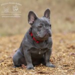 Silver is a beautiful lilac trindle french bulldog produced by Johnson House Bullies