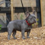 Silver is a beautiful lilac trindle produced by Johnson House Bullies
