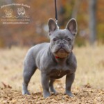 Silver is a beautiful lilac trindle (lilac tri brindle) French Bulldog puppies owned by Johnson House Bullies
