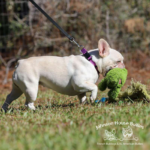 Pictured here is a beautiful platinum frenchie who is carrying her most favorite french bulldog toy