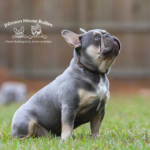 Pictured is a lilac and tan Frenchie stud. He is looking up and is a very beautiful dog.