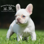 Platinum cream french bulldog puppy for sale from reputable frenchie breeders in TN