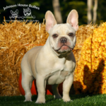 teapot may look like a cream frenchie, but she is actually a blue and tan french bulldog covered in cream