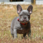 Silver is a beautiful lilac trindle (lilac tri brindle) French Bulldog puppies owned by Johnson House Frenchies
