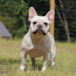 Teapot is a Blue and Tan Covered In Cream French Bulldog owned by JOhnson House Frenchies of TN