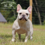 Teapot is a Blue and Tan Covered In Cream Frenchie owned by JOhnson House Bullies of TN