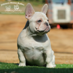 The adorable Frenchie Mr Magoo as a puppy. He is blue and tan covered in cream.