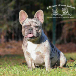 This Frenchie is really something else. Bunny is a blue merle French Bulldogs for sale in TN.