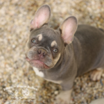 This adorable French Bulldog puppy for sale is a lilac and tan baby who is owned by Frenchie breeders Johnson House Bullies
