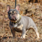 This frenchie is simply an amazing dog! He is a quad carrier and we are very happy with him in our french bulldog program.