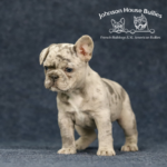 This is a tiny little blue merle frenchie puppy for sale with AKC registration