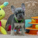 This may look like a blue tri frenchie puppy, but it is actually a lilac and tan frnch bulldog puppy (not for sale). Everyone loves lilac frenchies!