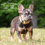 Tootie is a blue and tan French Bulldog puppy who is located at Johnson House Bullies