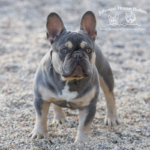 We are a reputable frenchie breeder located in TN and we have Frenchie puppies available worldwide. This is BB.