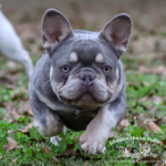 We are french bulldog breeders loacted in TN. This is John Candy, our lilac and tan (lilac tri) frenchie stud