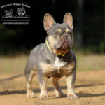 We are the best frenchie breeders in TN and in the USA.