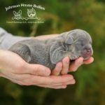 beautiful newborn lilac french bulldog puppies