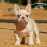 cream fluffy frenchie puppies for sale are just the most adorable little creatures