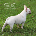 lilac and tan cream frenchie breeders in tn