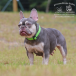 lilac and tan fluffy carrier french bulldog females who is just simply stunning