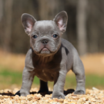 lilac trindle french bulldog puppy for adoption in TN