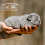 mini lilac frenchie puppies and french bulldog breeders near me