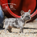 pictured is an AKC blue merle french bulldog standing in a play area
