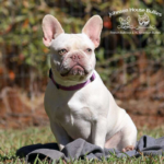 platinum french bulldog puppies for sale by a tennesse frenchie breeder