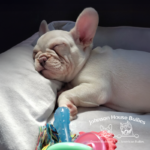 platinum lilac and tan french bulldog puppies for sale
